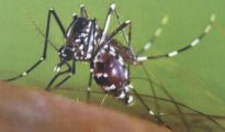 Aedes albopictus, popularmente conocido como mosquito tigre