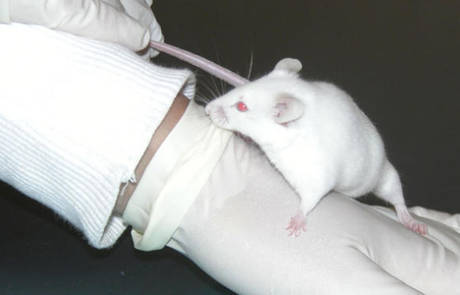 Un ratón de laboratorio.