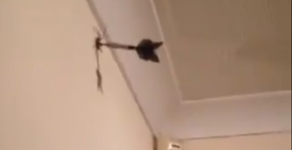 Imagen del vídeo