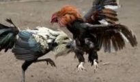 Imagen de archivo de una pelea de gallos.