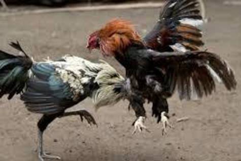 Imagen de archivo de una pelea de gallos.