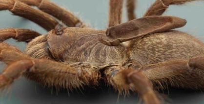 Primer plano de la especie de tarántula Ceratogyrus attonitifer recién descrita, que muestra la peculiar protuberancia en forma de cuerno - Ian Enelbrecht