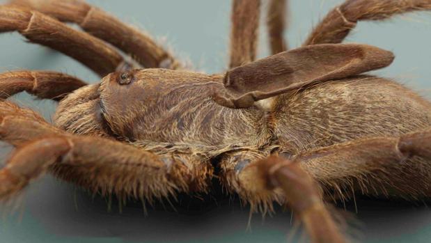 Primer plano de la especie de tarántula Ceratogyrus attonitifer recién descrita, que muestra la peculiar protuberancia en forma de cuerno - Ian Enelbrecht
