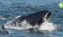 Sus compañeros grabaron desde el barco cómo la ballena engullía a Schimpf / Barcroft Animals