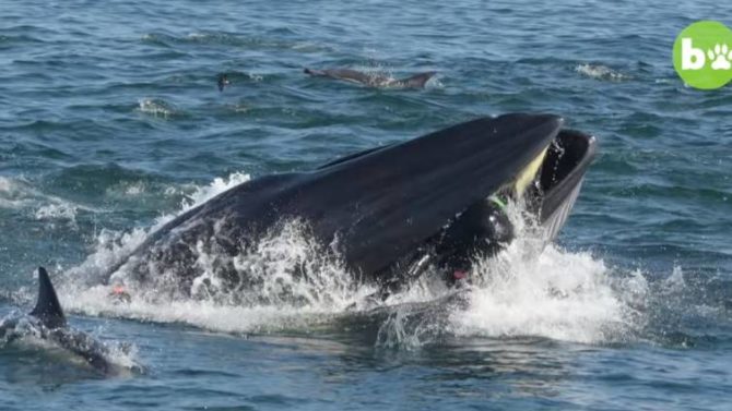 Sus compañeros grabaron desde el barco cómo la ballena engullía a Schimpf / Barcroft Animals