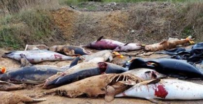 Imagen de los delfines mutilados hallados en Francia - SEA SHEPHERD FRANCE