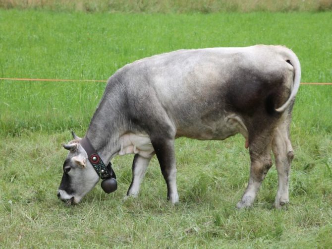 Imagen de una vaca con cencerro.