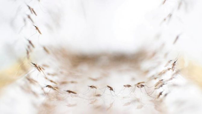 El mosquito Anopheles minimus en la imagen de un laboratorio