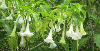 Planta de la que se extrae la burundanga